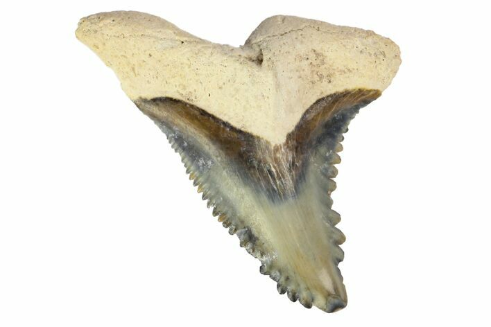 Fossil Shark Tooth (Hemipristis) - Bone Valley, Florida #145121